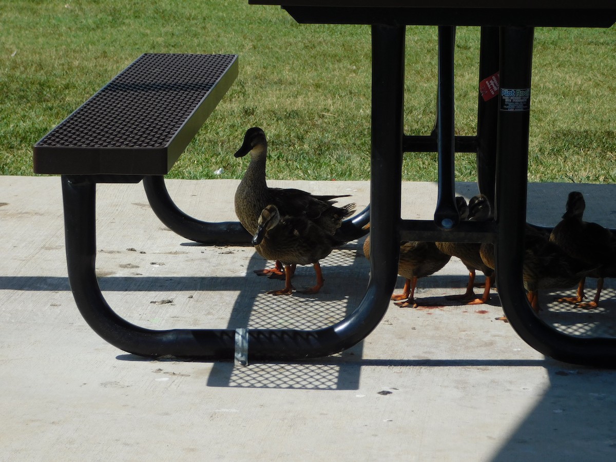 Mottled Duck (Gulf Coast) - ML613288063