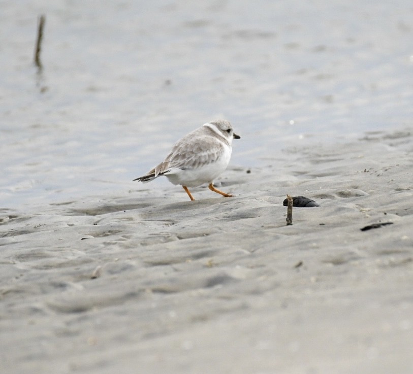 Piping Plover - ML613288569