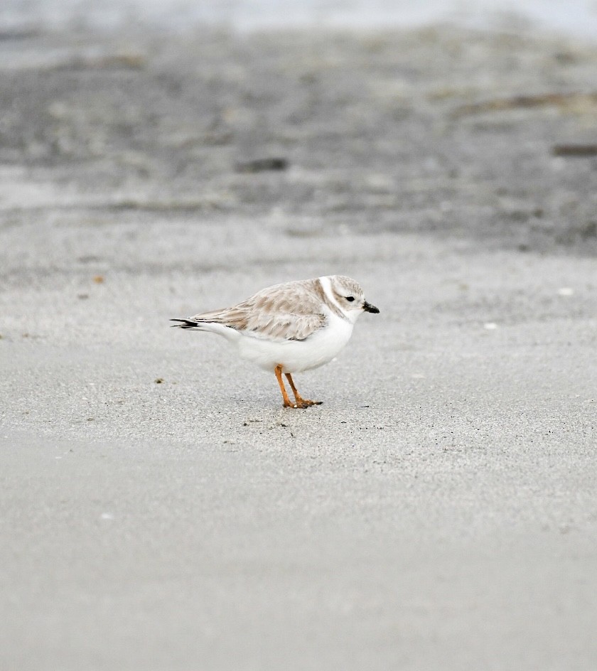 Piping Plover - ML613288570