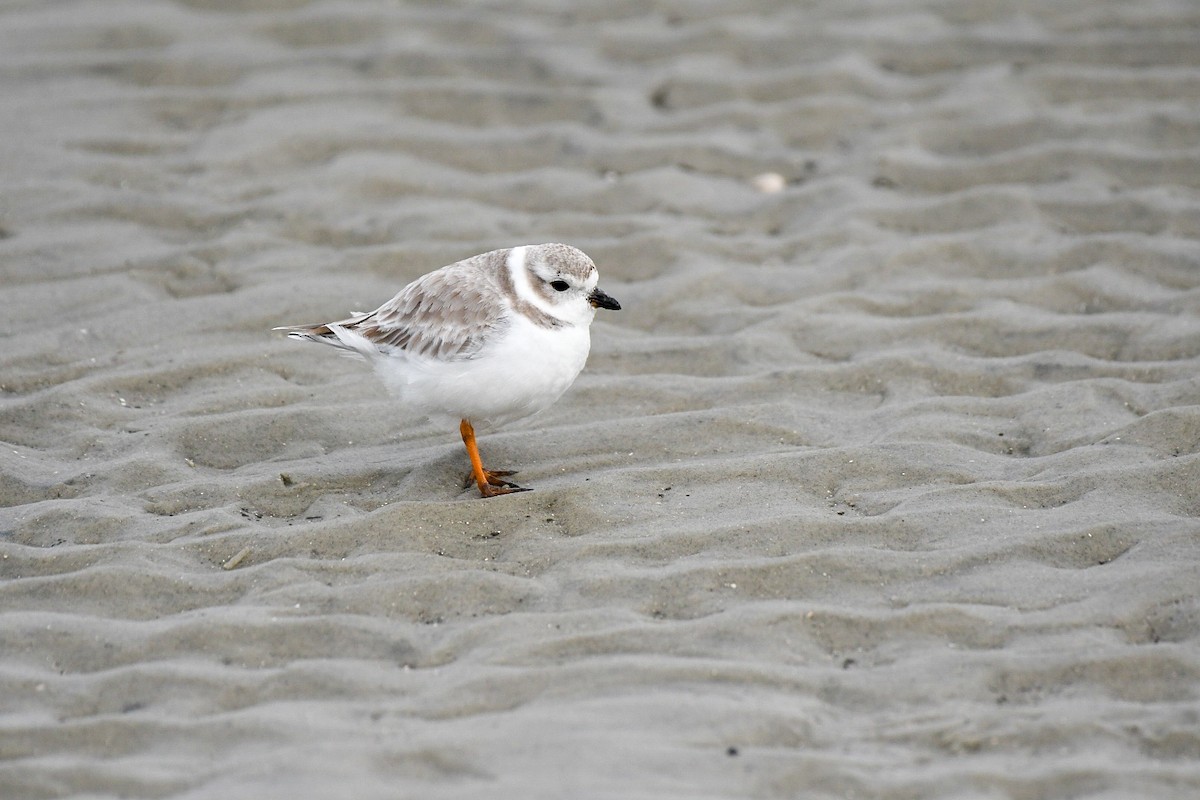 Piping Plover - ML613288571