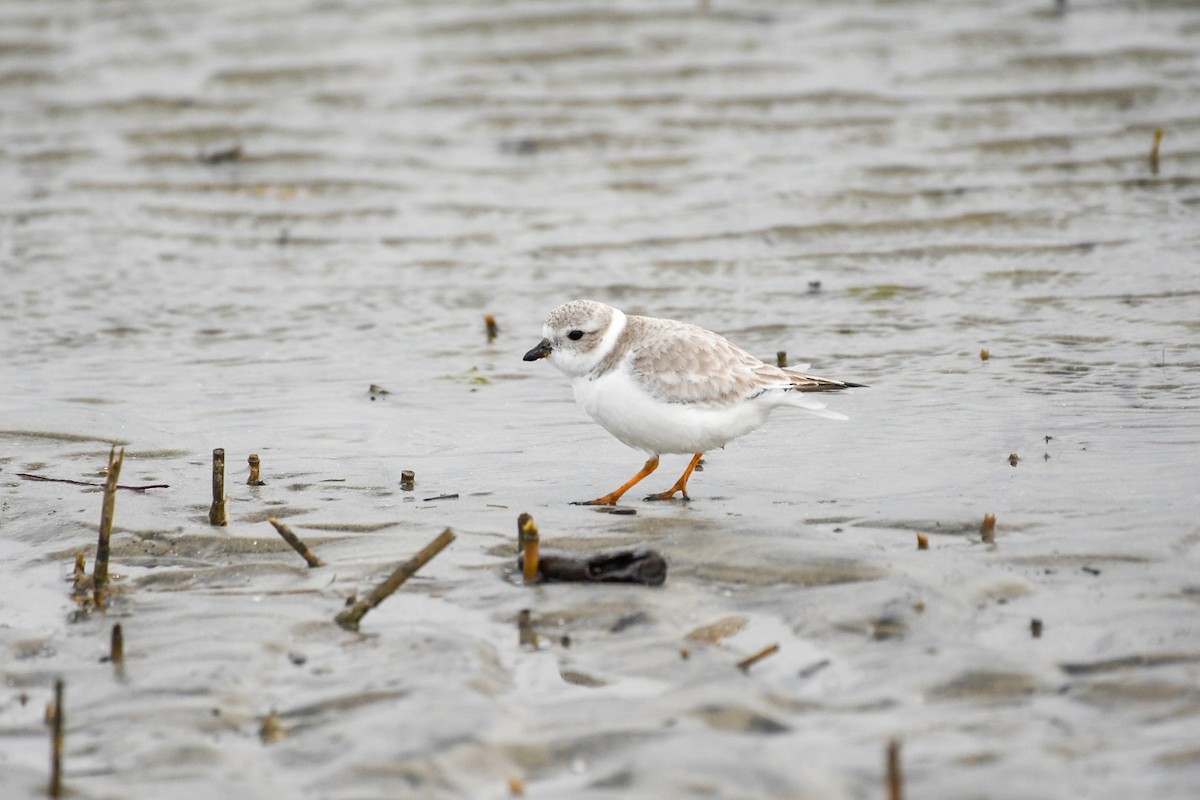 Piping Plover - ML613288572