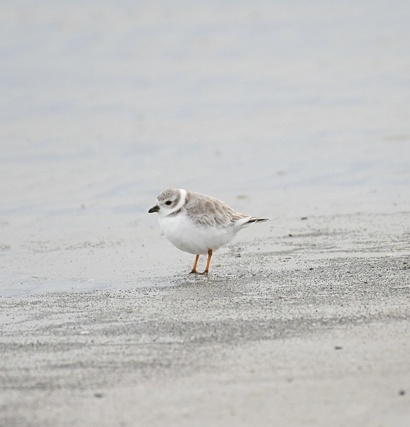 Piping Plover - ML613288573