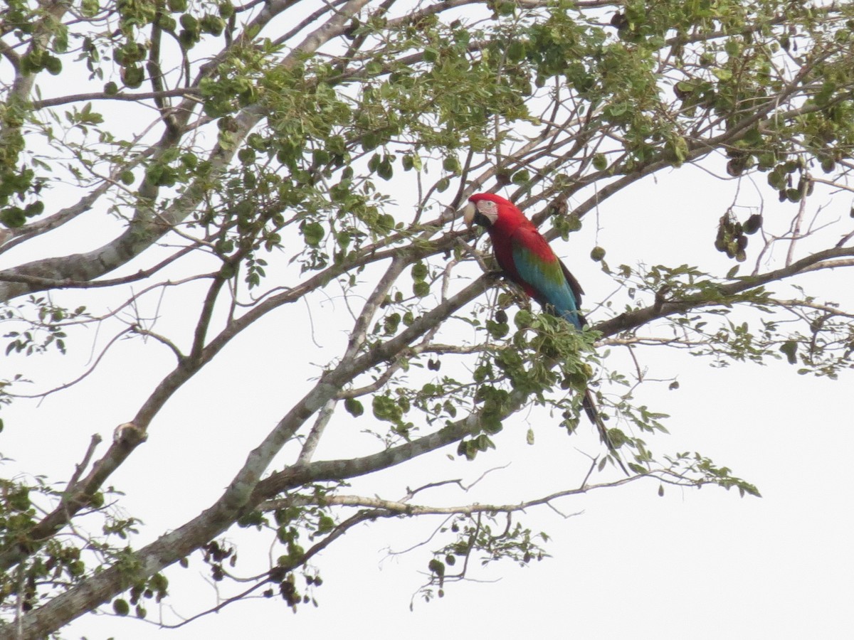 Red-and-green Macaw - Alberto Jose Navas Espinoza