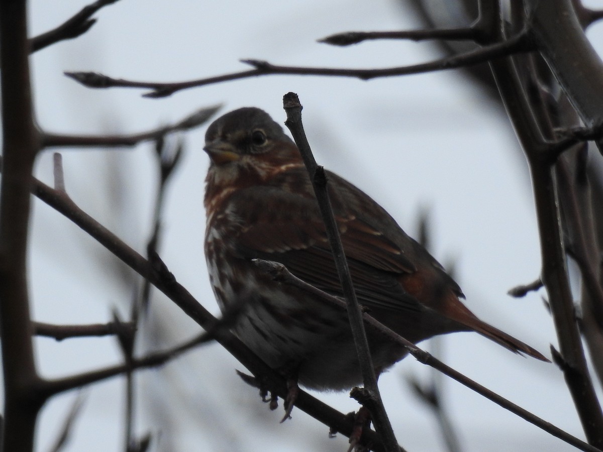 Fox Sparrow (Red) - ML613289013