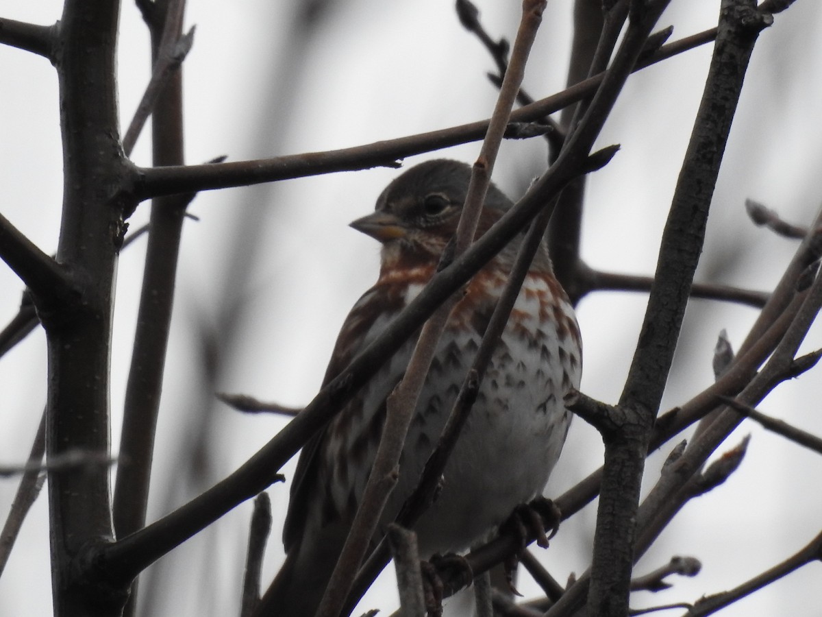 Fox Sparrow (Red) - ML613289014