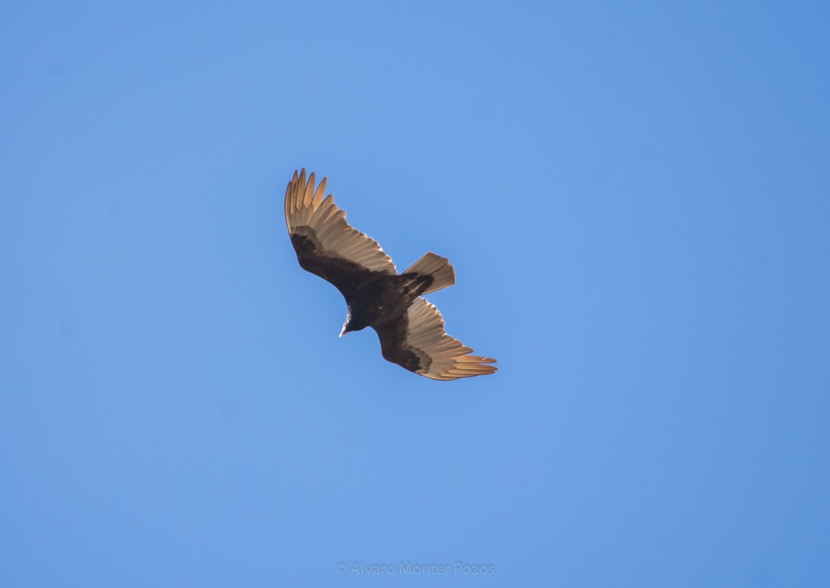 Turkey Vulture - ML613289126