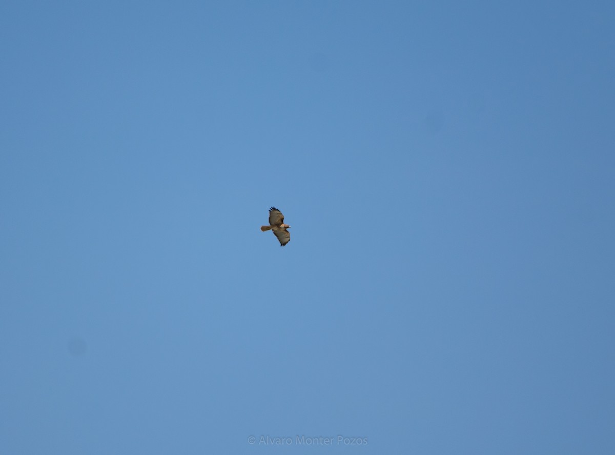 Red-tailed Hawk - ML613289134