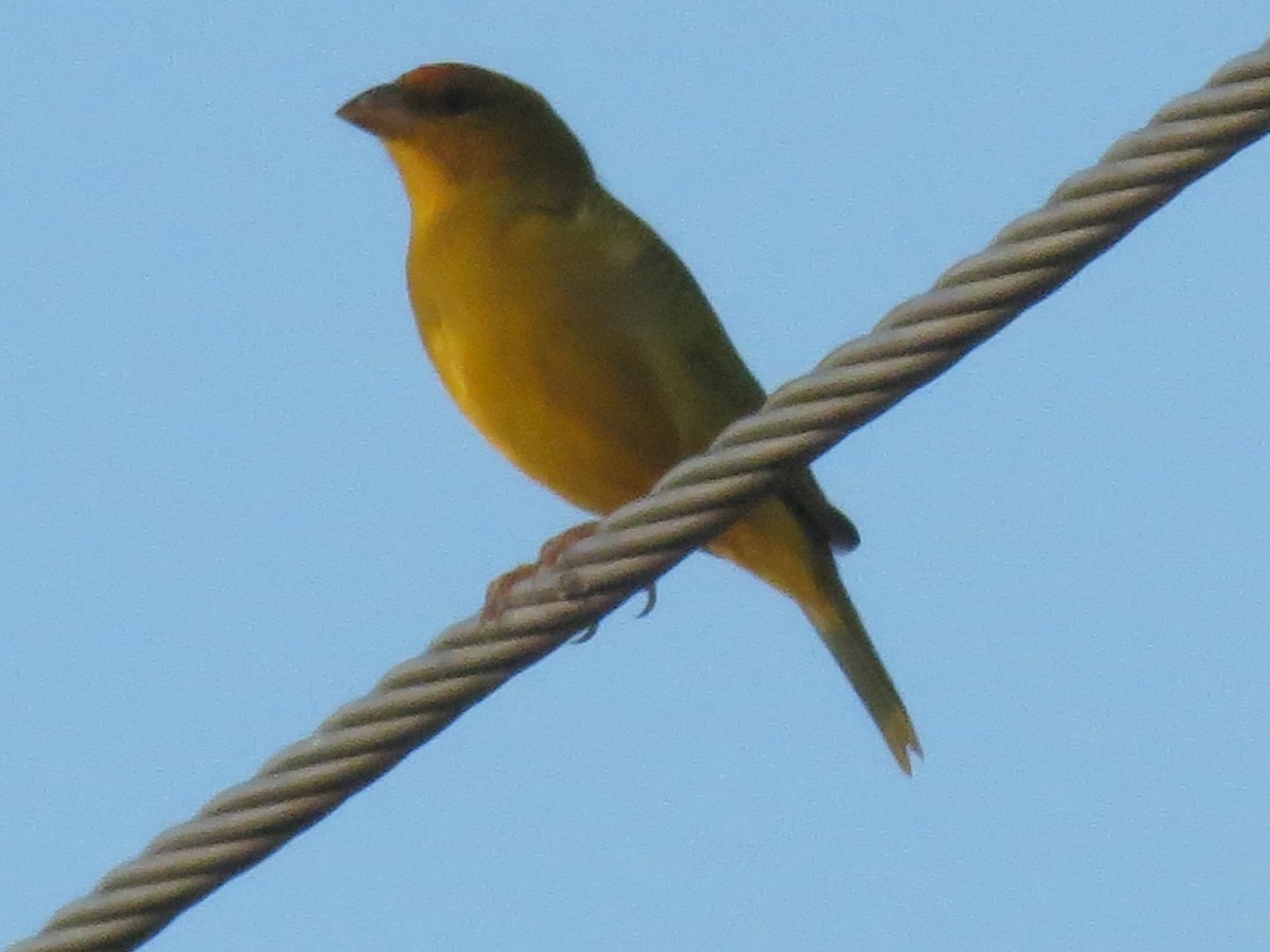 Orange-fronted Yellow-Finch - ML613289329