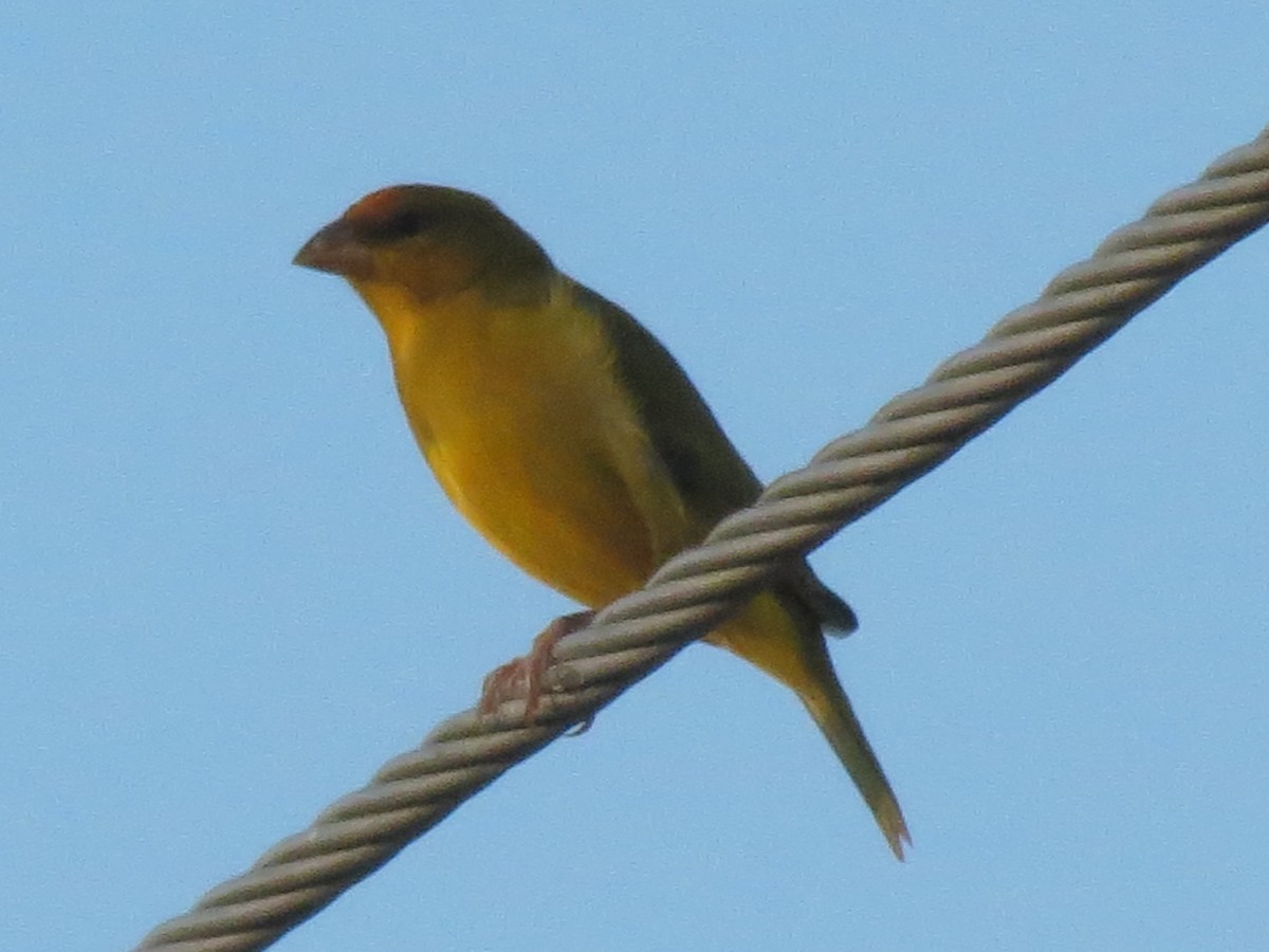 Orange-fronted Yellow-Finch - Alberto Jose Navas Espinoza