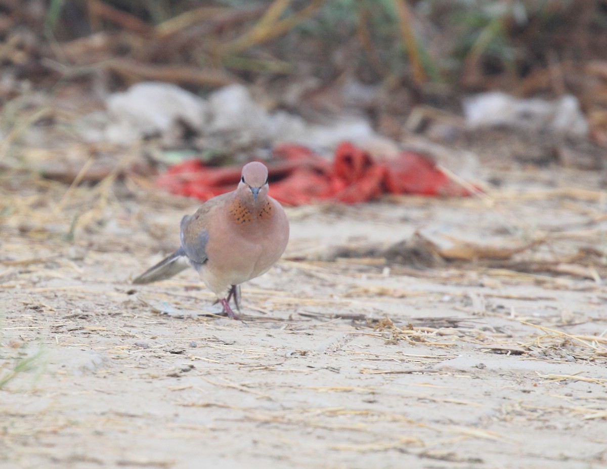 Laughing Dove - ML613289505