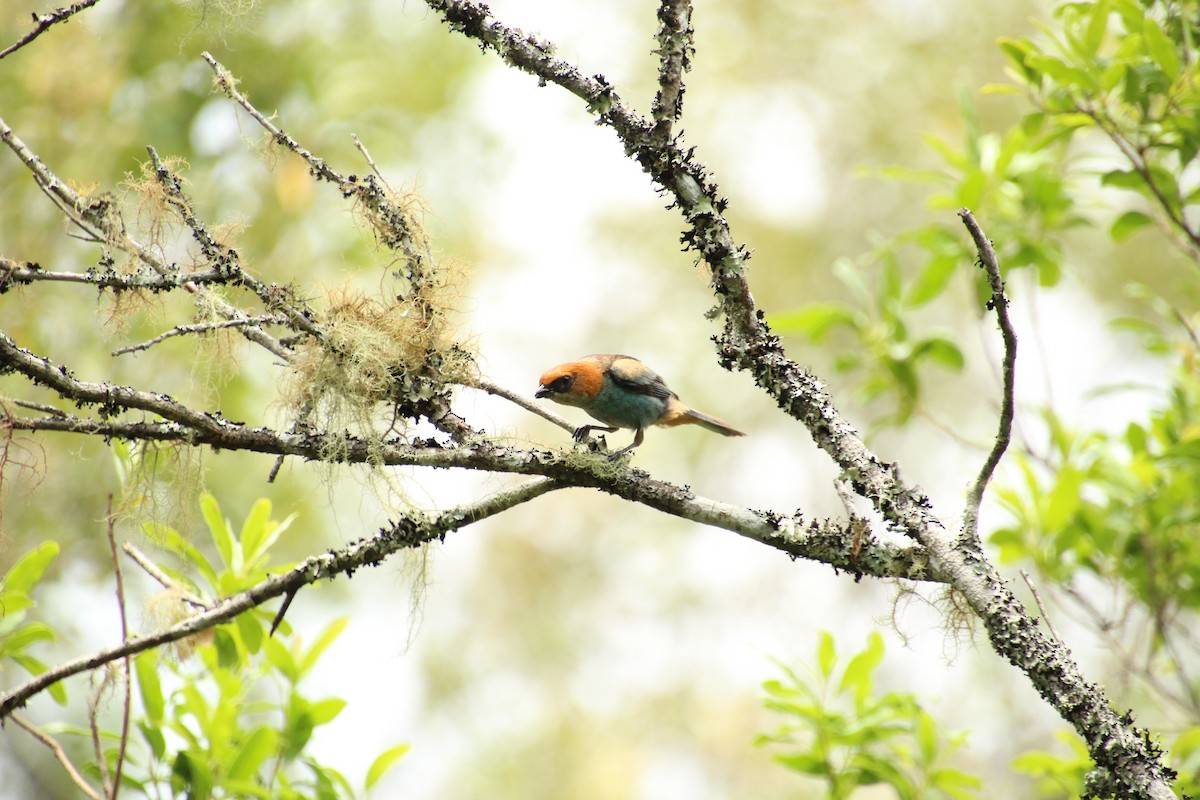Black-backed Tanager - ML613289656