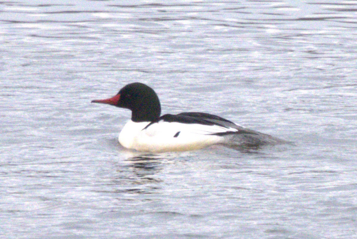 EBird Checklist 8 Jan 2024 Duck Hollow 13 Species   1200