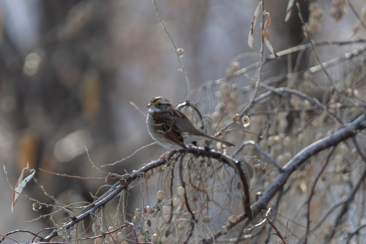 White-throated Sparrow - ML613290330