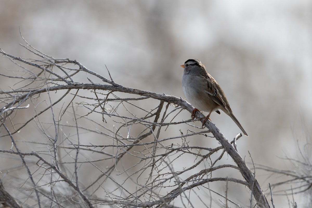 White-crowned Sparrow - ML613290338