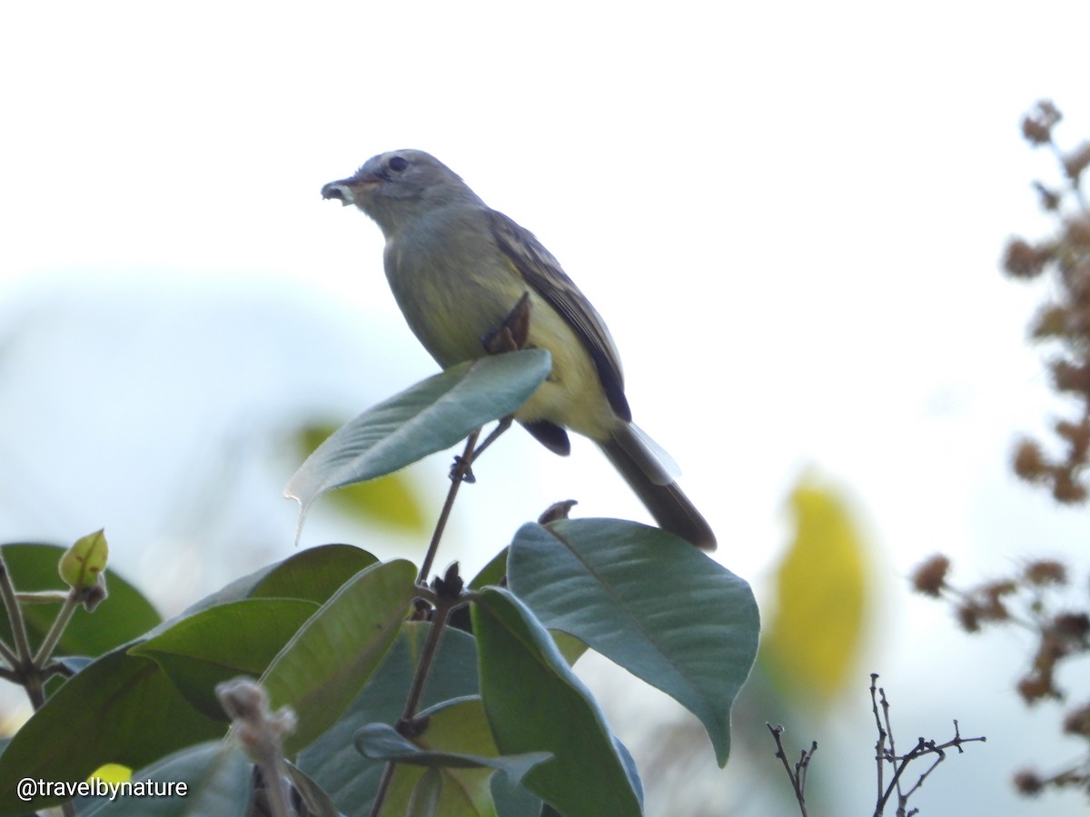 Northern Mouse-colored Tyrannulet - Juan Vargas