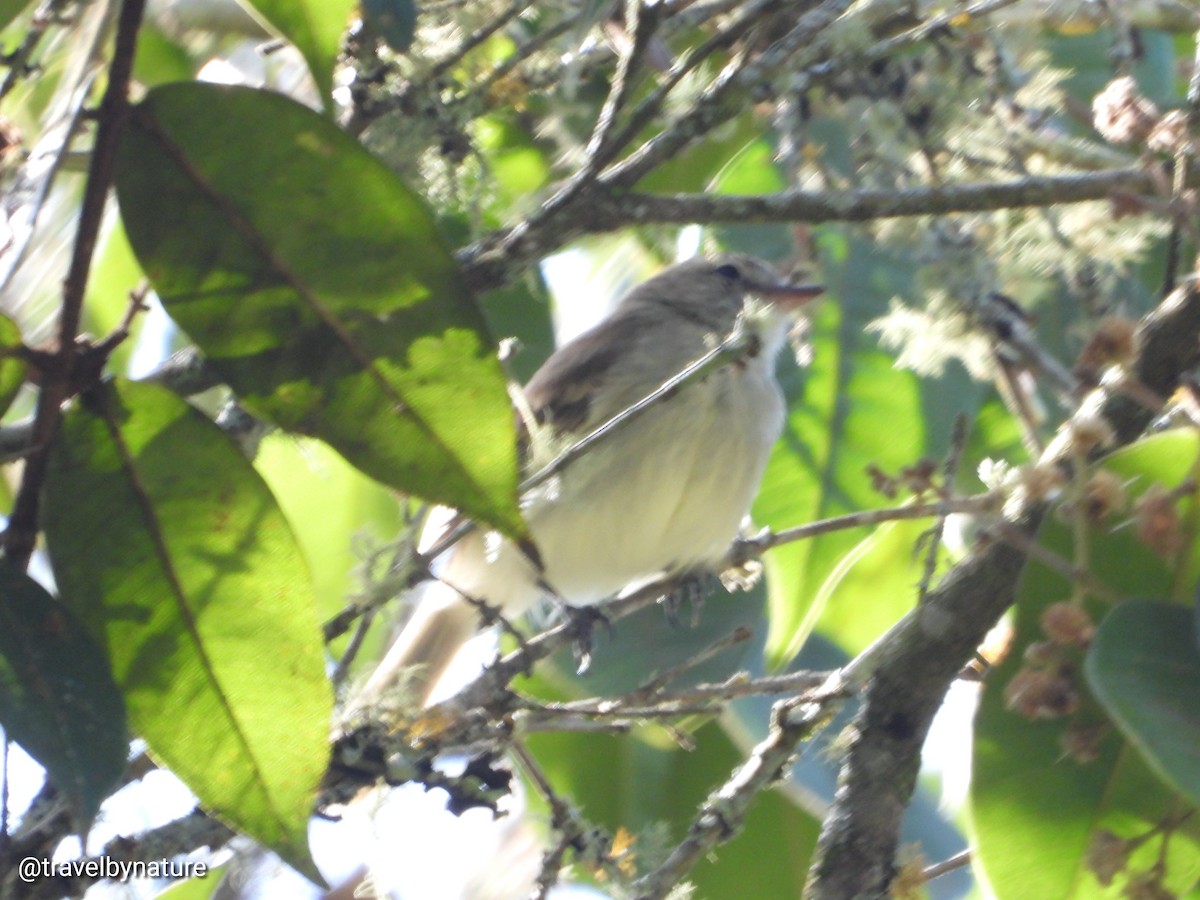 Northern Mouse-colored Tyrannulet - ML613290366