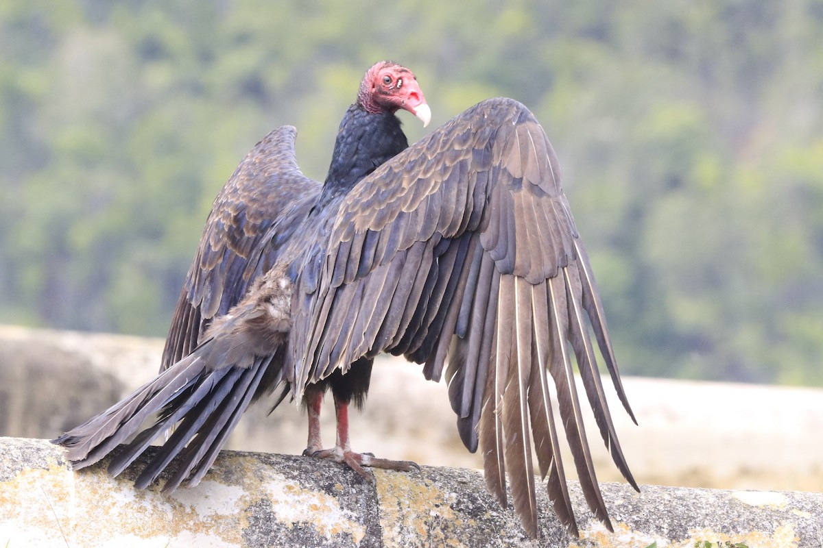 Turkey Vulture - ML613290382