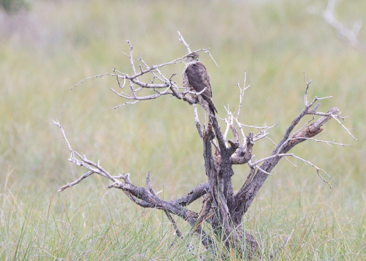 eBird Checklist 7 Jan 2024 Laguna Atascosa NWRBayside Drive 47