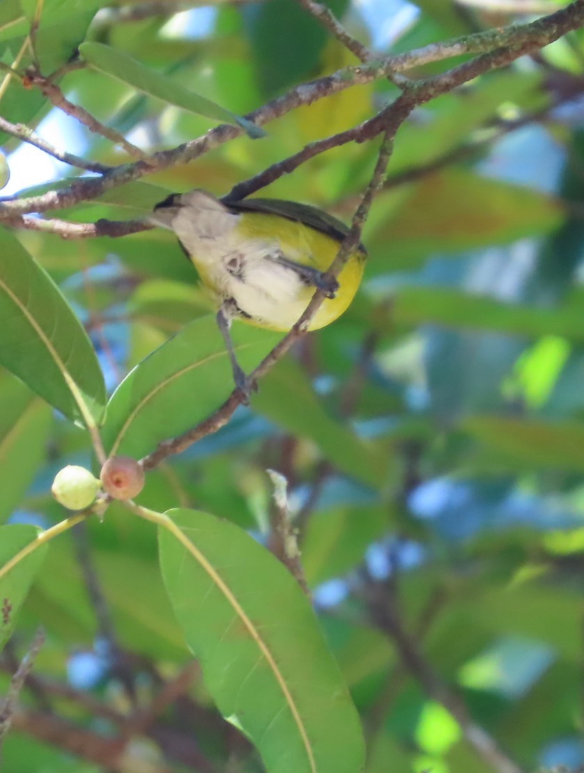 White-vented Euphonia - Jes Christian Bech