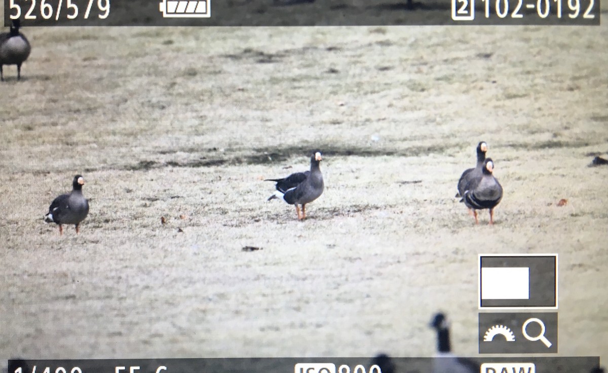 Greater White-fronted Goose - ML613291121