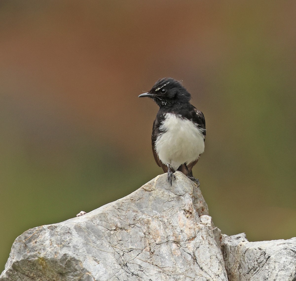 Willie-wagtail - ML613291188