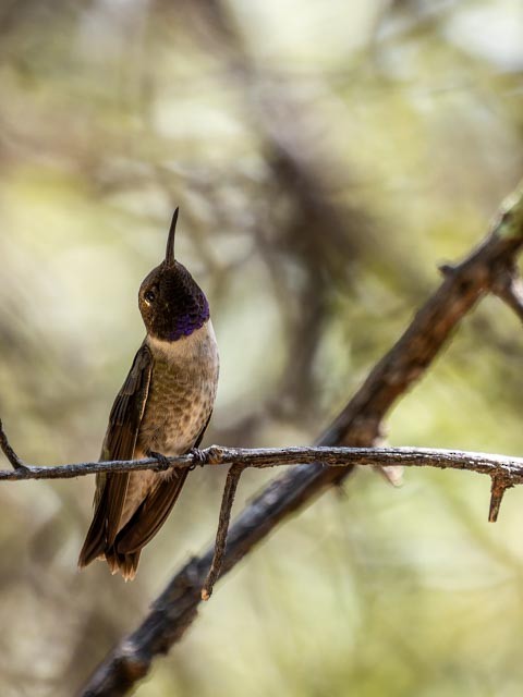 Black-chinned Hummingbird - ML613291195
