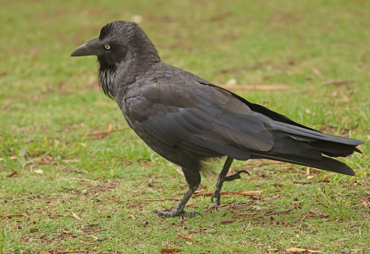 Australian Raven - ML613291206