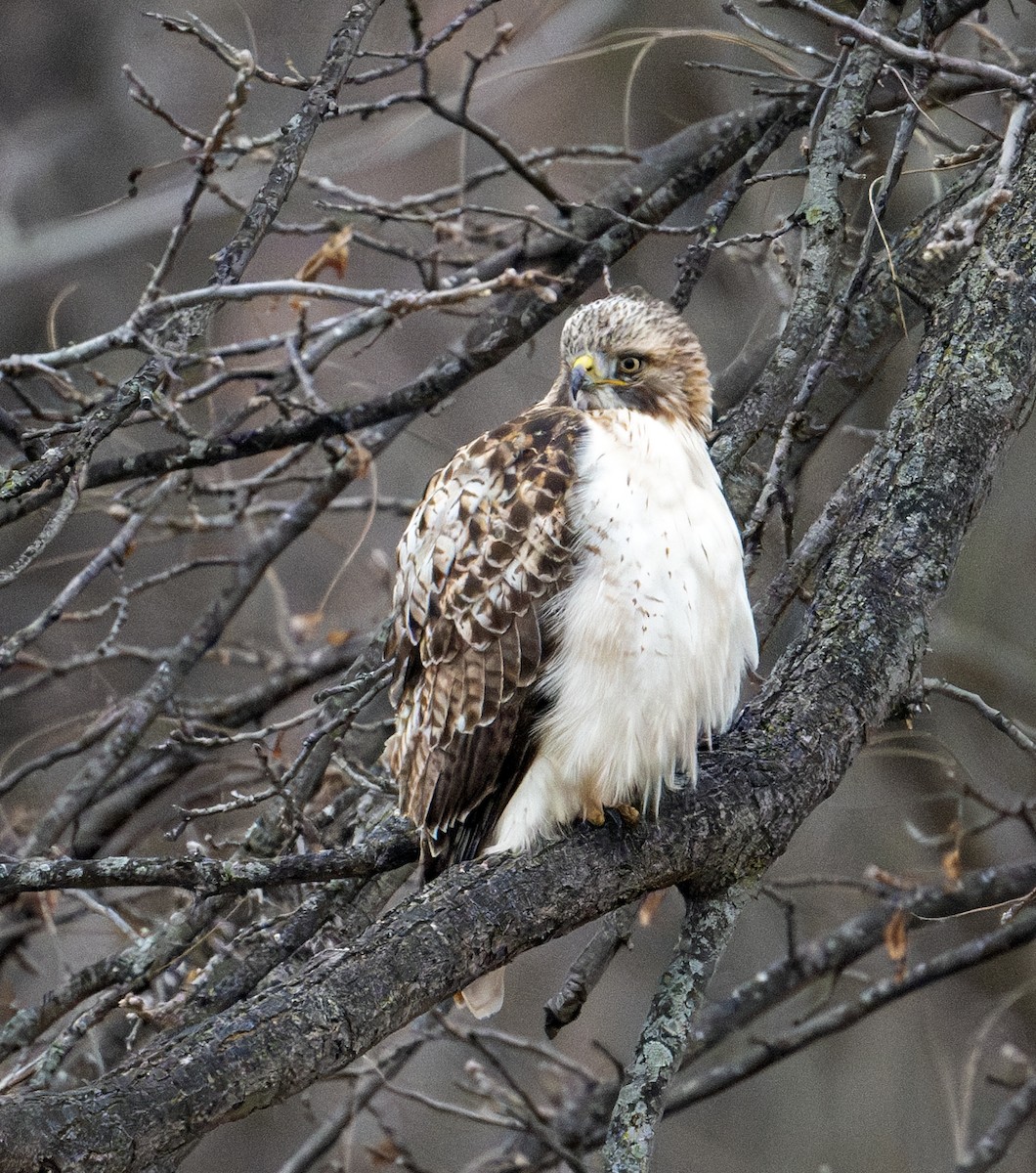 Red-tailed Hawk - ML613291439