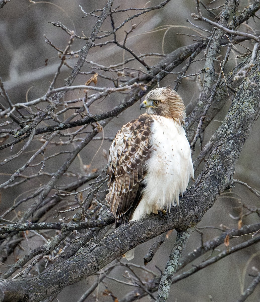 Red-tailed Hawk - ML613291440