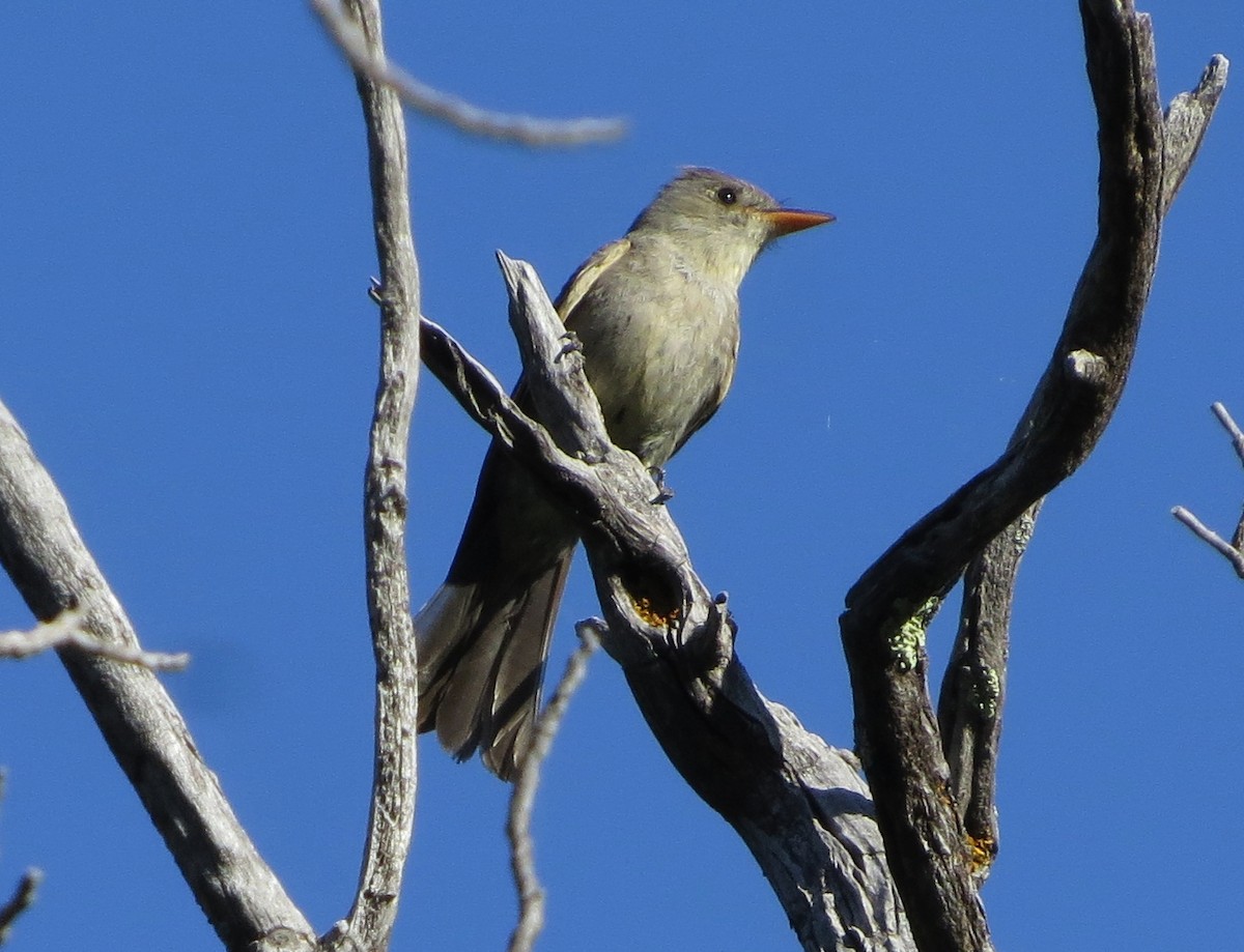 Greater Pewee - ML61329171