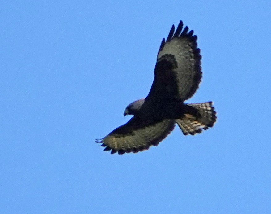 Short-tailed Hawk - ML613291813