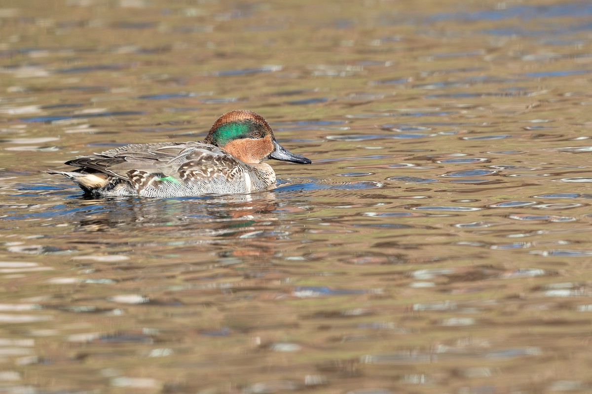 Green-winged Teal - ML613292213