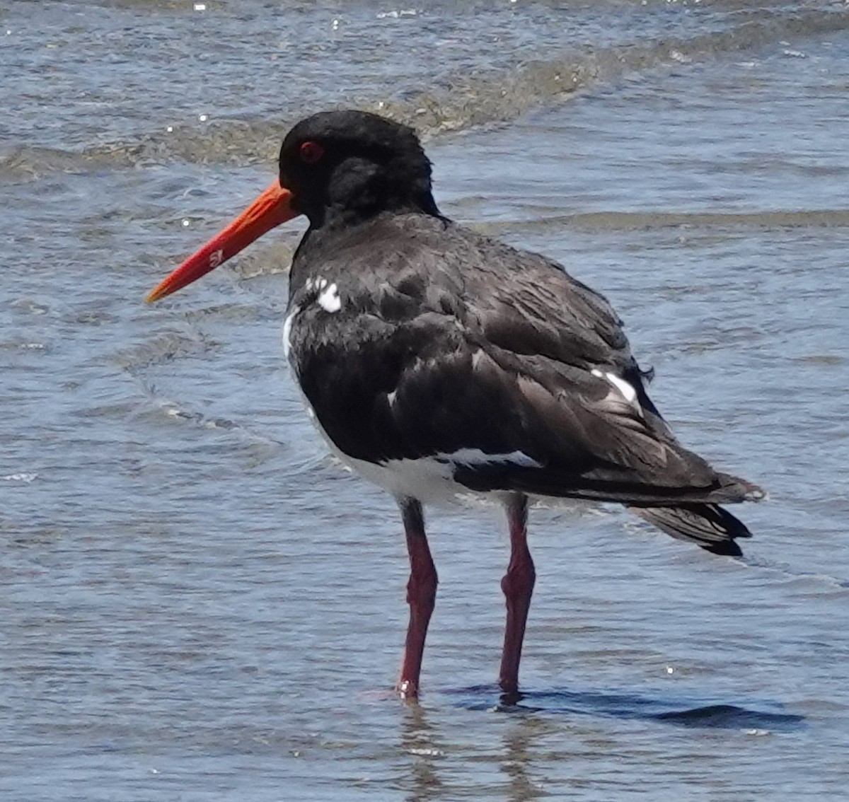 Ebird Checklist Jan Woolooware Bay Shared Pathway And