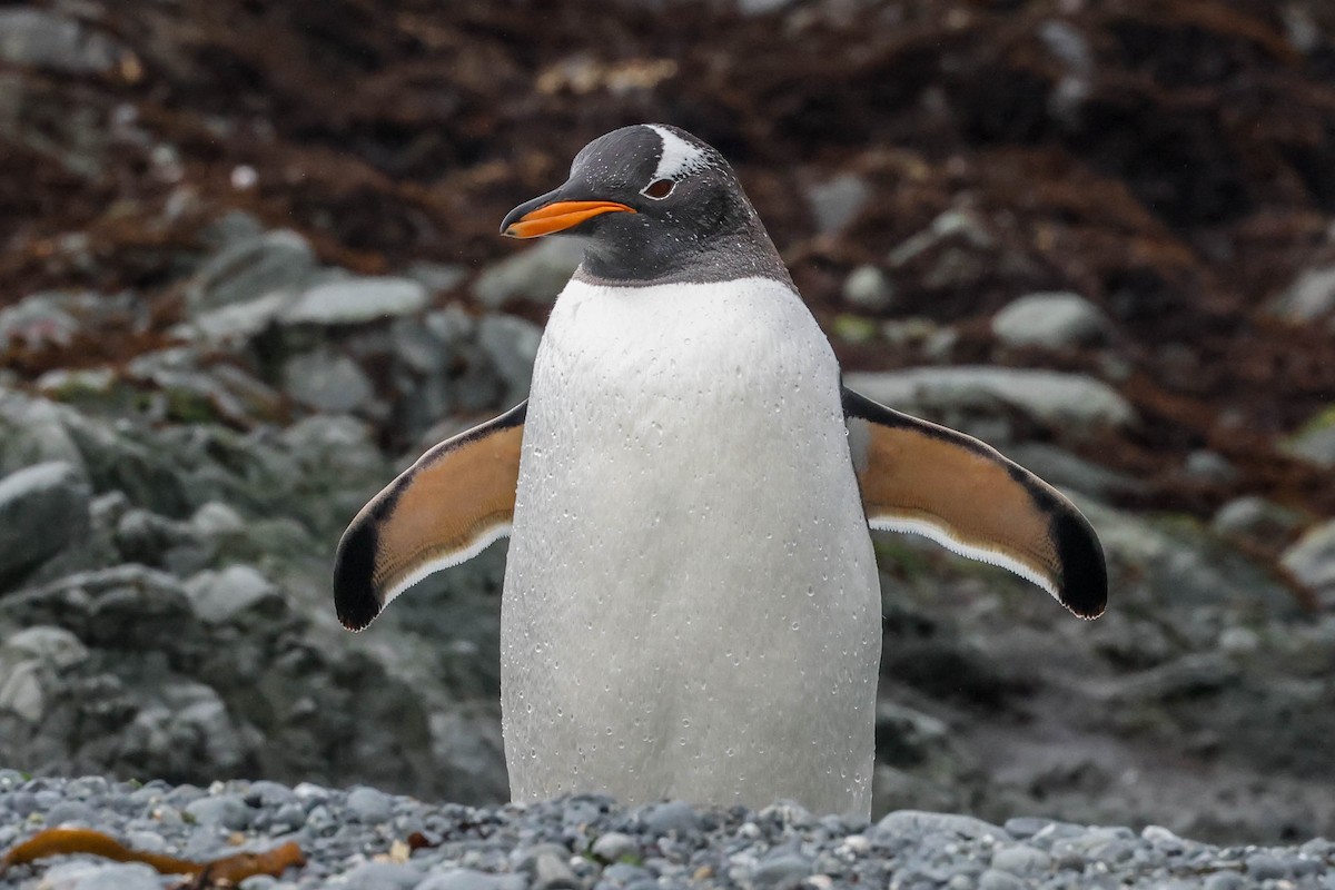 Gentoo Penguin - ML613292644