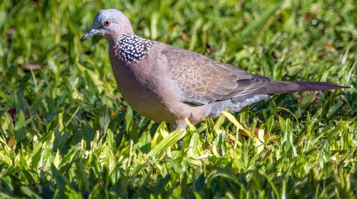 Spotted Dove - ML613293026