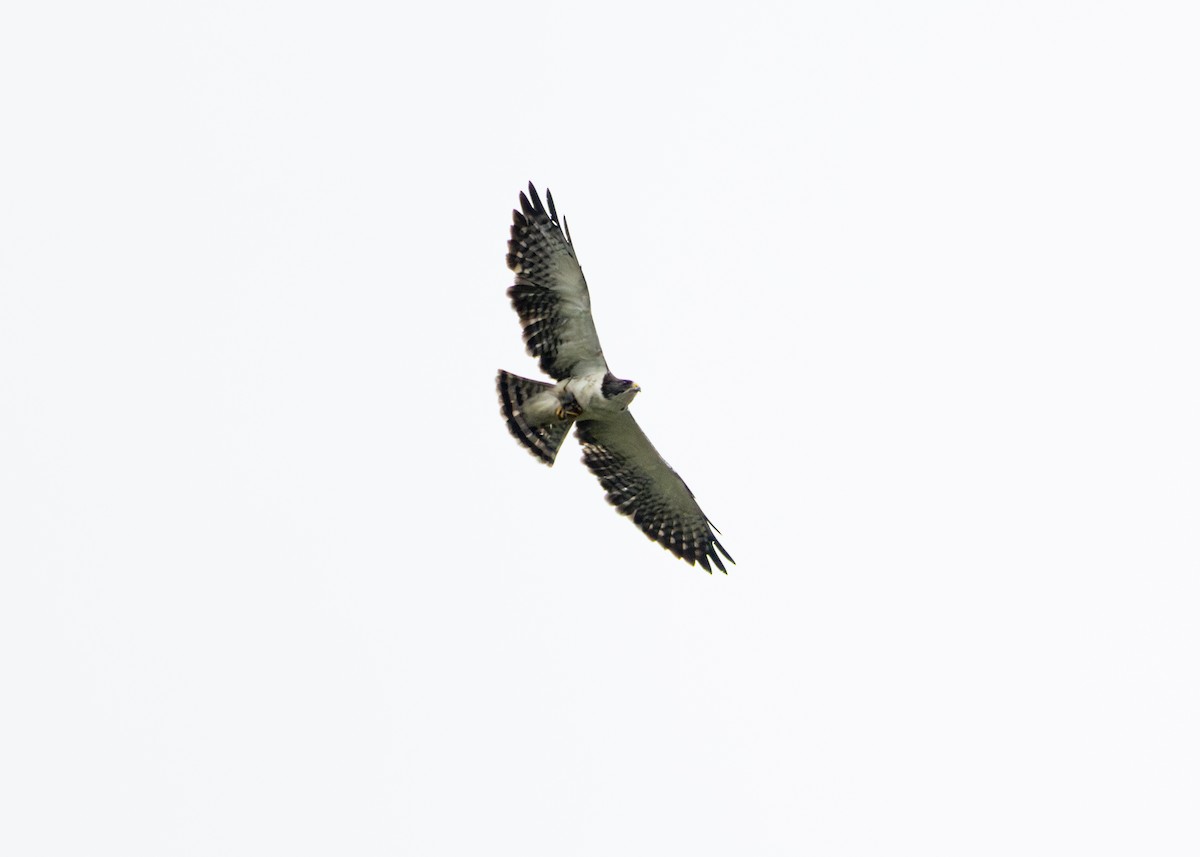 Short-tailed Hawk - ML613293260