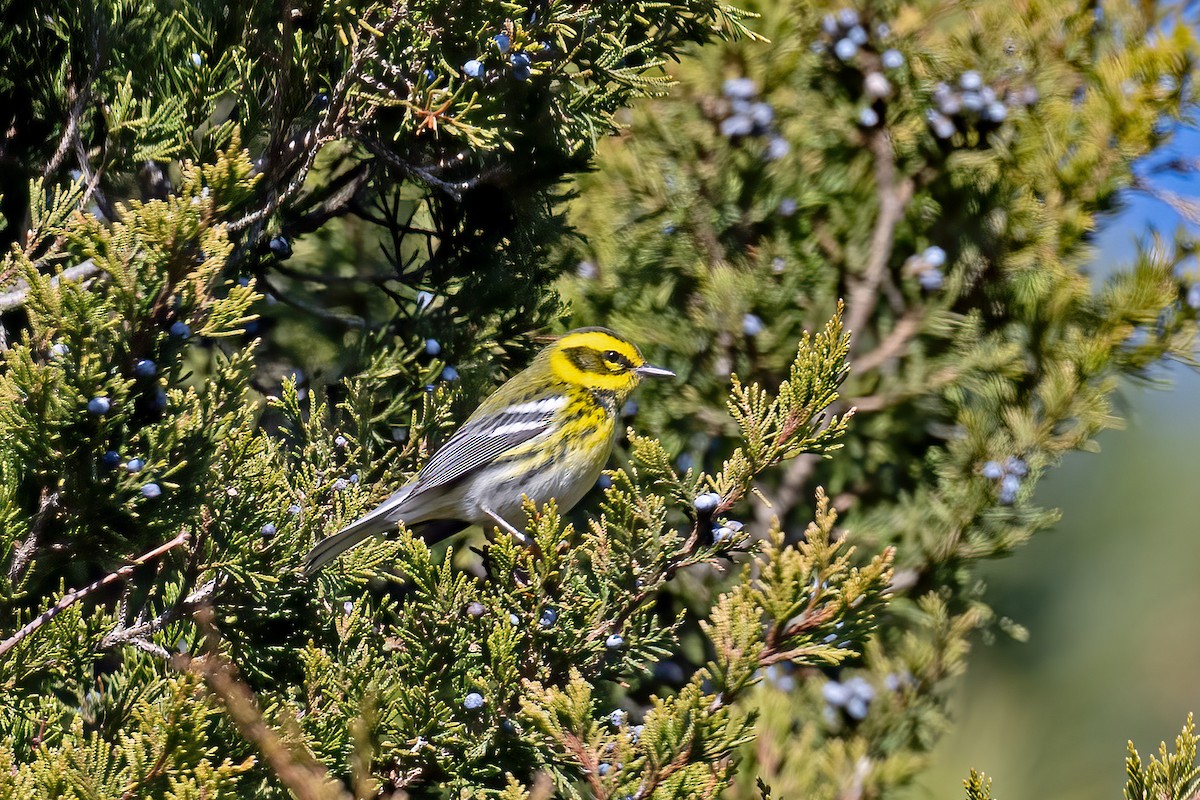 Townsend's Warbler - Peggy Cadigan