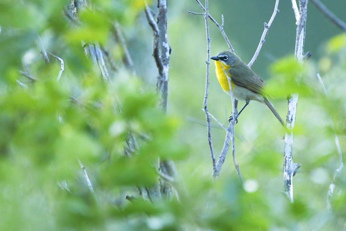 Yellow-breasted Chat - ML613293564