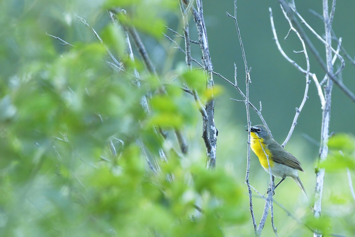 Yellow-breasted Chat - Asher  Warkentin