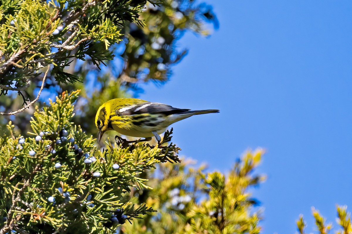 Townsend's Warbler - Peggy Cadigan