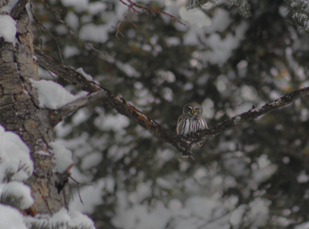 Northern Pygmy-Owl (Rocky Mts.) - ML613293948
