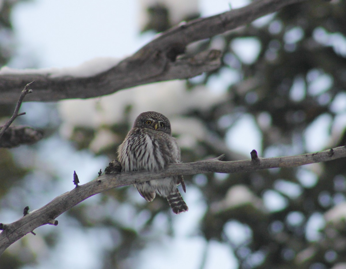 Northern Pygmy-Owl (Rocky Mts.) - ML613293951