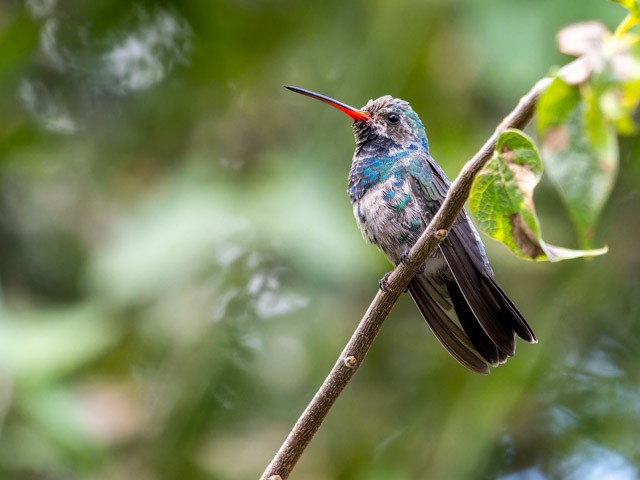 Broad-billed Hummingbird - ML613294032