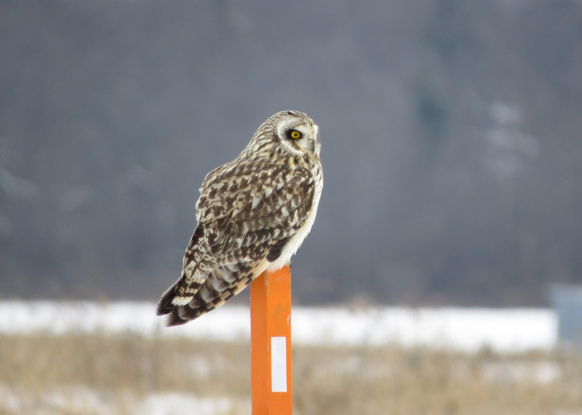 Short-eared Owl (Northern) - ML613294060