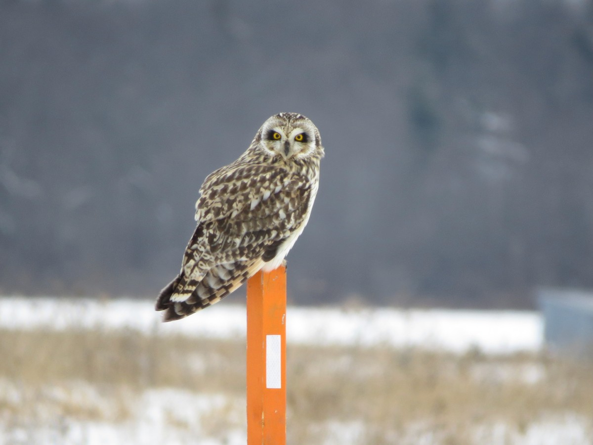 Short-eared Owl (Northern) - Jeff Bolsinger