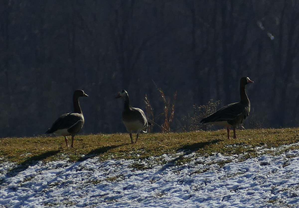 Snow x Greater White-fronted Goose (hybrid) - ML613294099