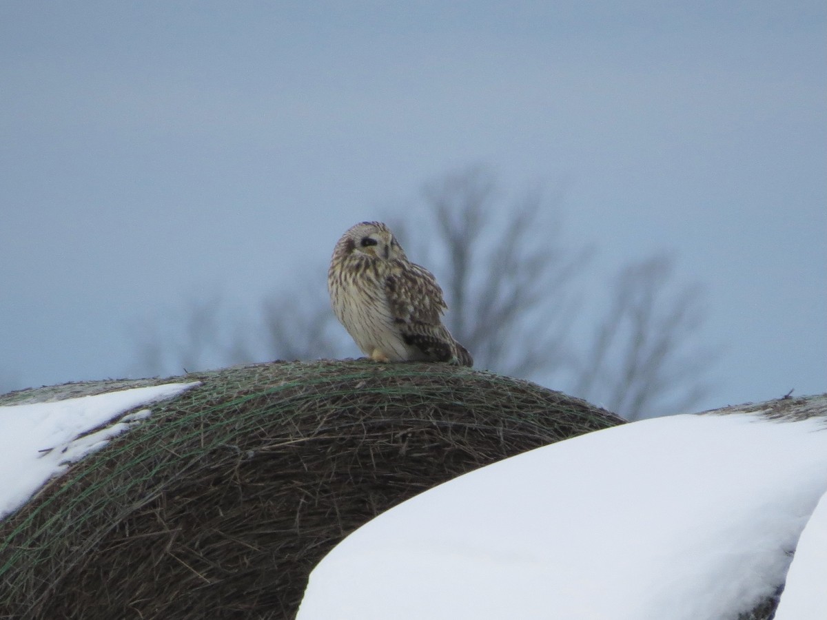 Short-eared Owl (Northern) - ML613294139