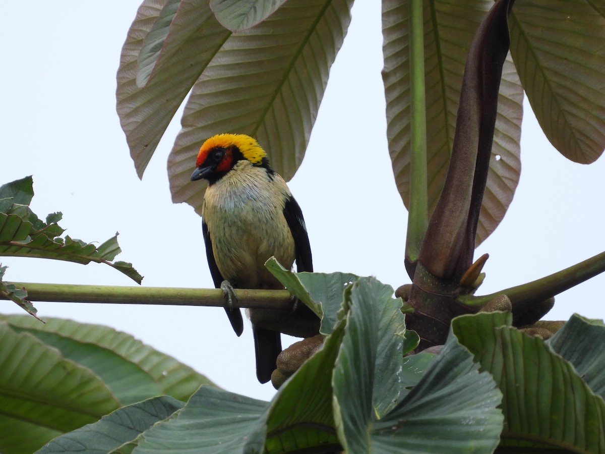 Flame-faced Tanager - ML613294158