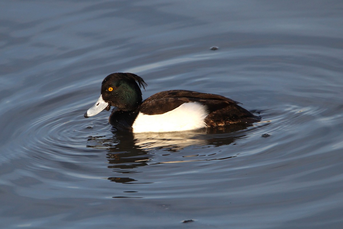 Tufted Duck - ML613294230