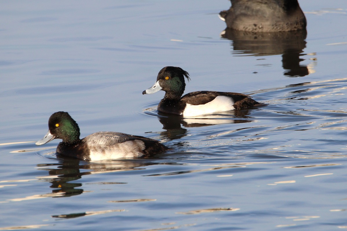 Tufted Duck - ML613294240